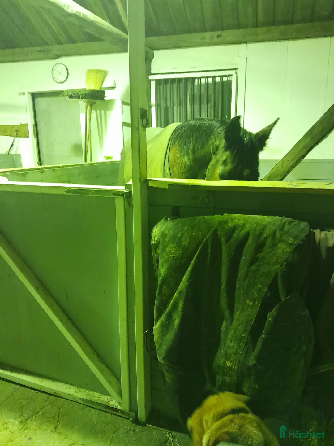  stallplats finnes: Lediga boxar - Annons 2