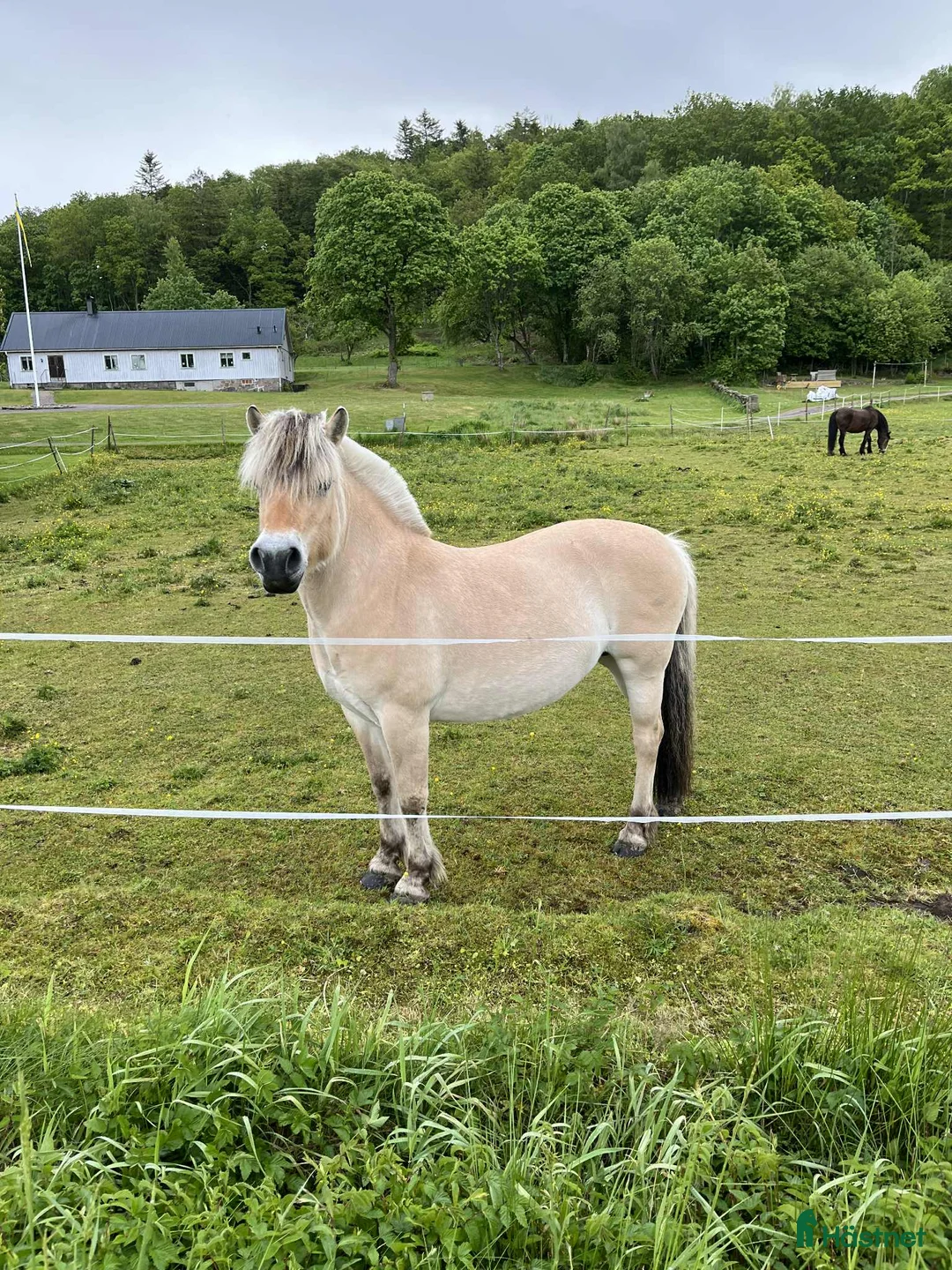 Allround hästar till salu: Trygg, stabil och Rolig familjehäst i Eldsberga - Annons 5