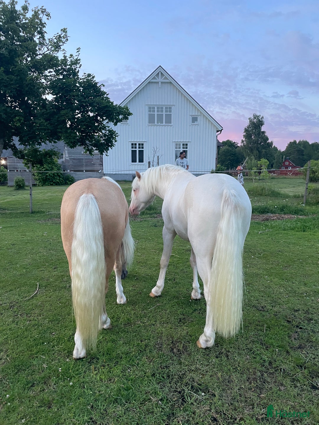 Allround hästar till salu: Blivande treåring, welsh sec B. i Strömsnäsbruk - Annons 11