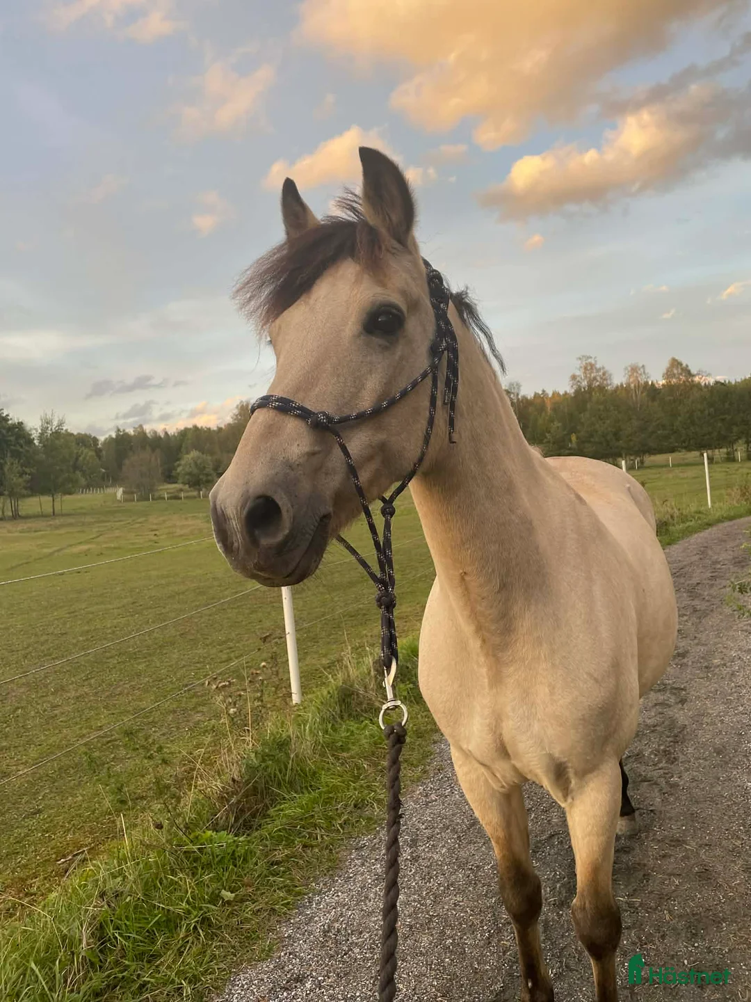 Allround hästar till salu: Rutinerad snygg maxad D-ponny som är med på allt - Annons 2