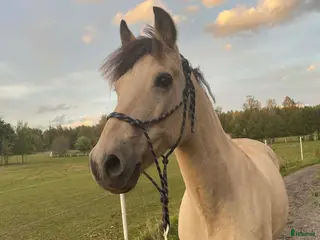 hästar Rutinerad snygg maxad D-ponny som är med på allt - Annons 3