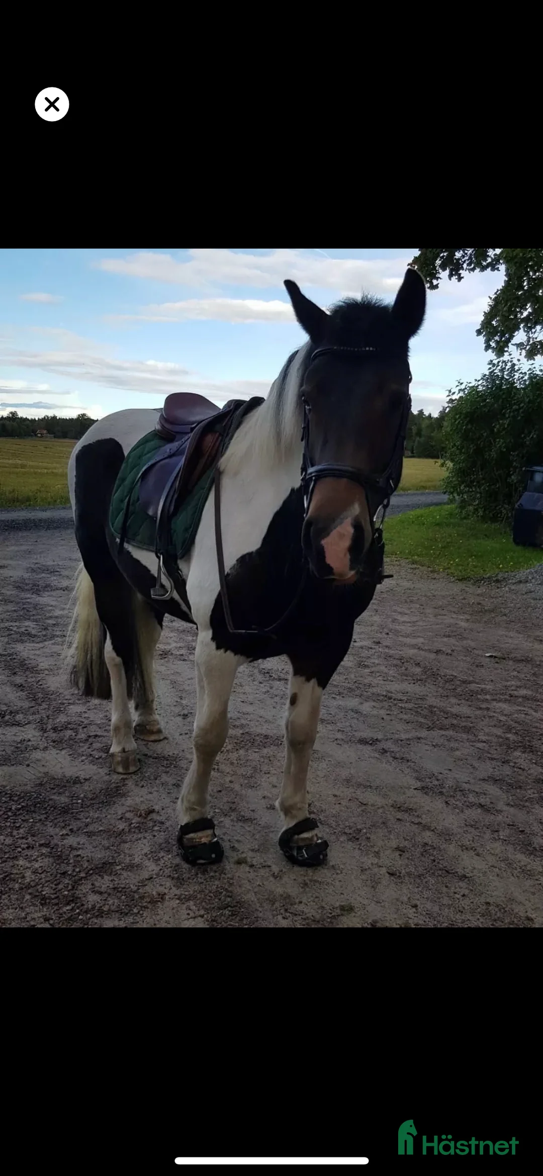 Övrigt hästar till salu: Snäll skogsponny i Vinninga - Annons 2