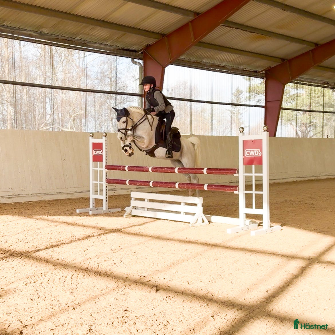  hästar Rosettplockare kat B - Annons 16