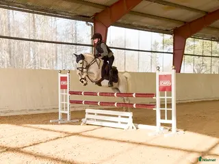 hästar Rosettplockare kat B - Annons 16