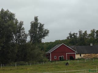 stallplats finnes: Lösdrift Malmö för valack i Malmö - Annons 2