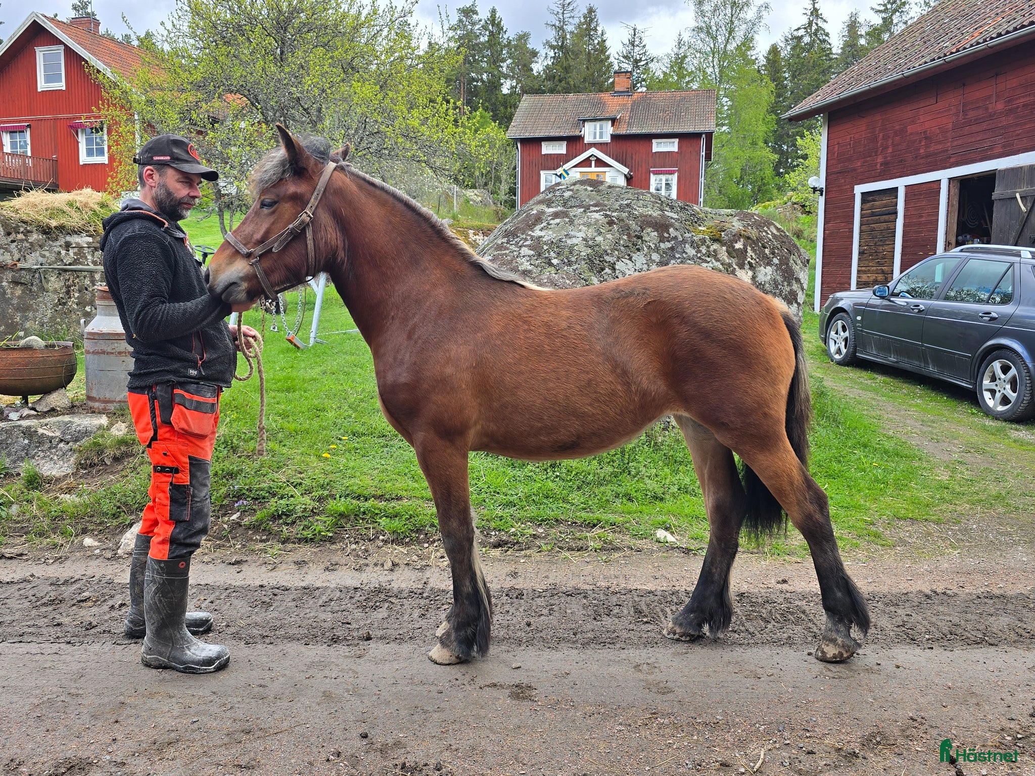  hästar Unik och lovande ettåring  - Annons 1