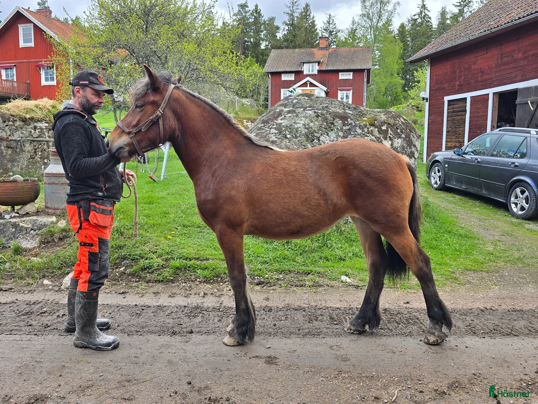 Allround hästar till salu: Unik och lovande ettåring  - Annons 1