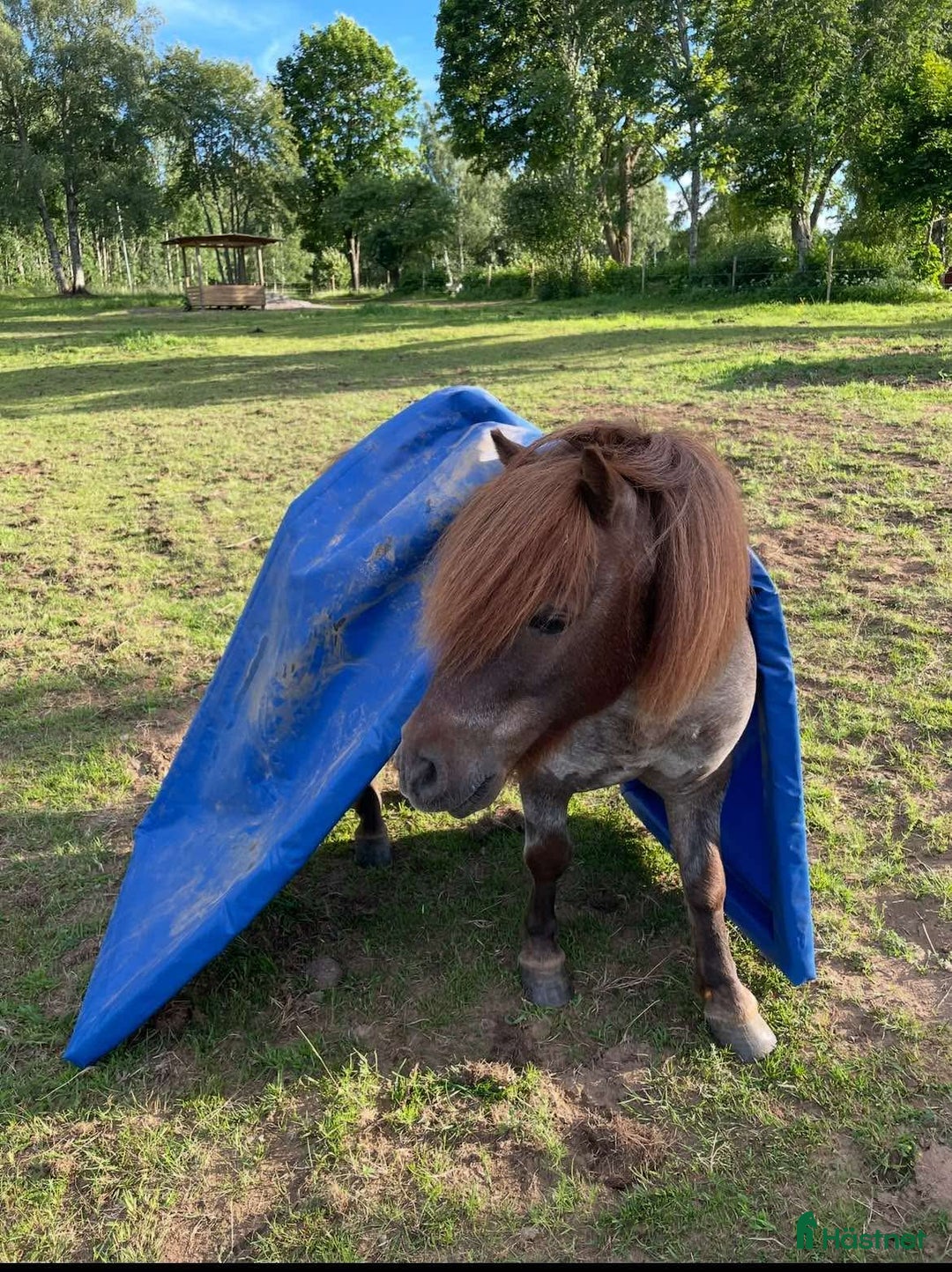 Allround hästar till salu: Trevlig Shettlandsponny i Östansjö - Annons 2