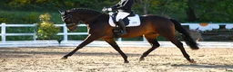  hästjobb finnes: Homegroom - Antwerp Belgium - Annons 1