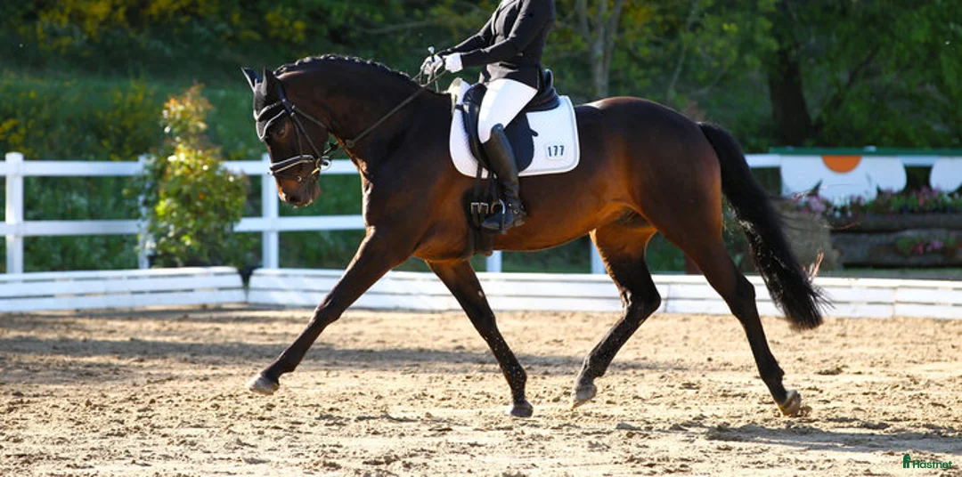  hästjobb finnes: Homegroom - Antwerp Belgium - Annons 1