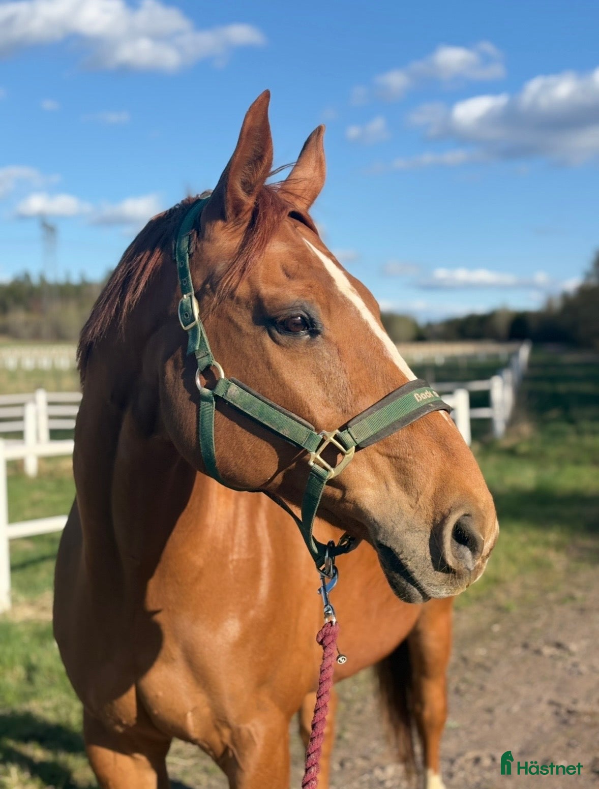  hästar ⭐️ Trygg valack med power för hoppning ⭐️ - Annons 1