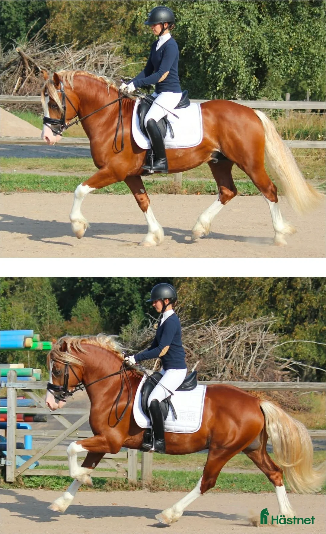 Allround hästar till salu: Trevlig Welsh Partbred säljes. - Annons 2