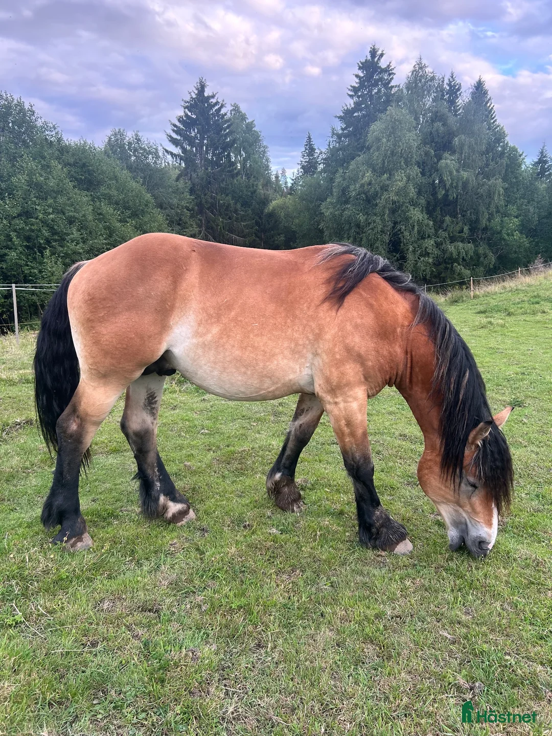Allround hästar till salu: Midaz söker sitt nya hem ❤️ i Karlskoga - Annons 2
