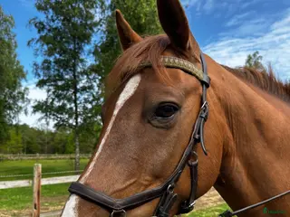 hästar Snäll vallack - Annons 13