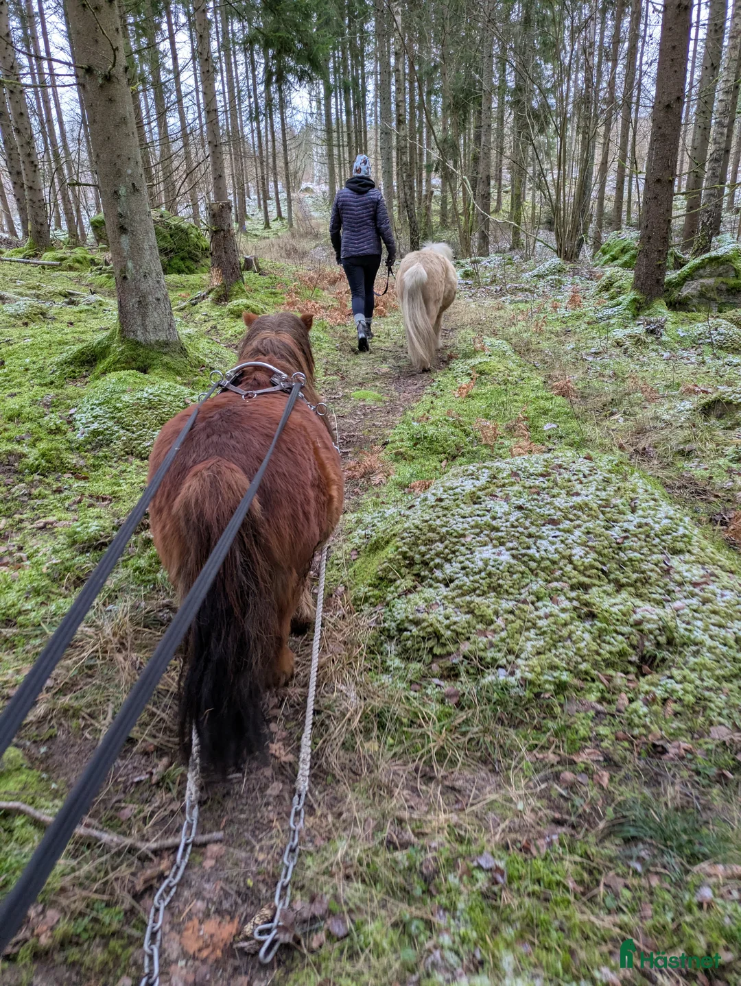 Allround hästar sökes: Ungponny för inkörning att köpa - Annons 5