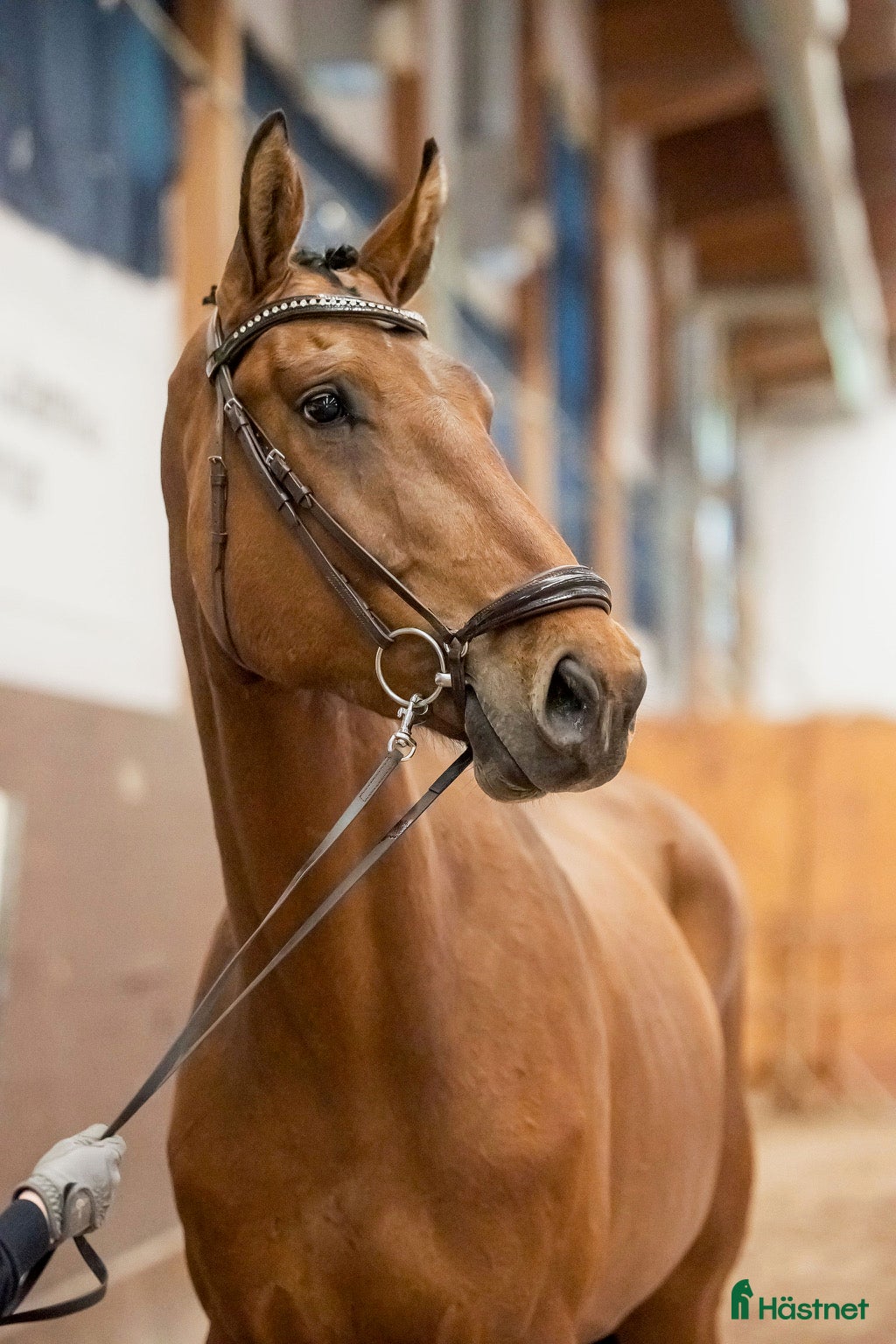  hästar SWB valack med kraftfullt språng i Strängnäs - Annons 13