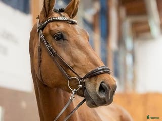 hästar SWB valack med hoppstam - Annons 6