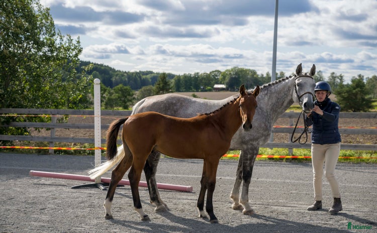  hästar i Nyköping - Annons 14