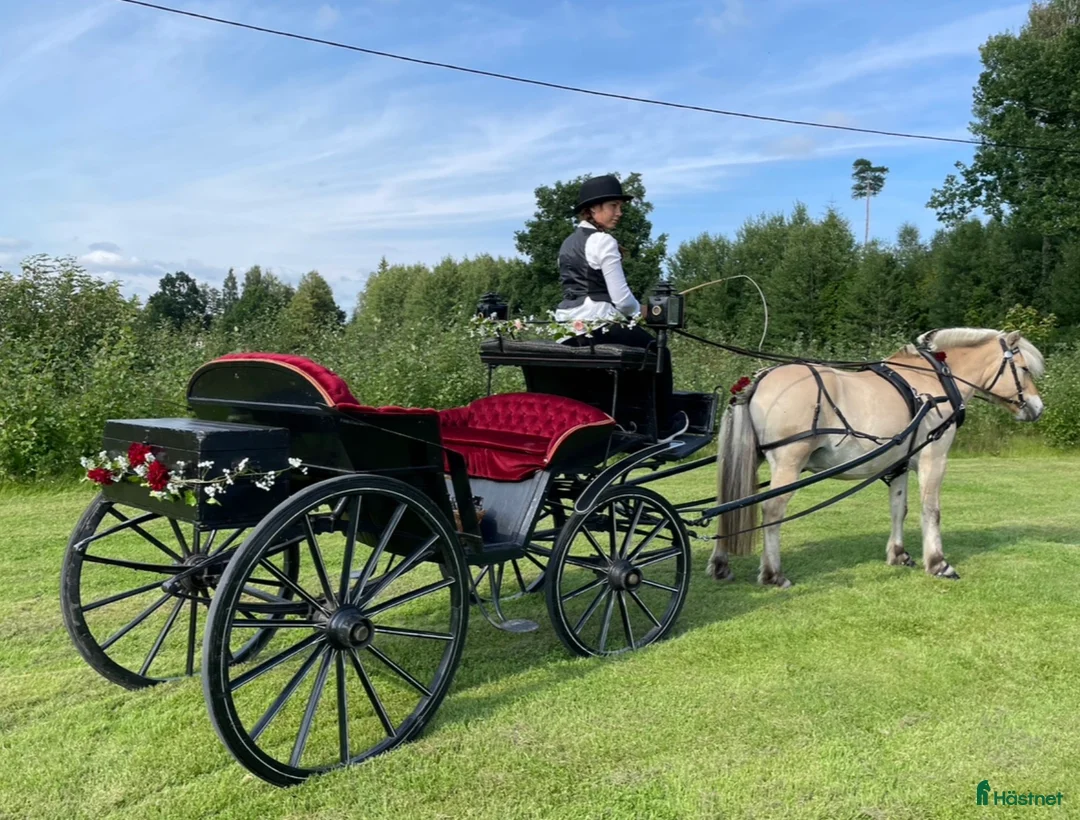 Körvagnar körning till salu: Tjusig Bröllopsvagn , promenadvagn. - Annons 1