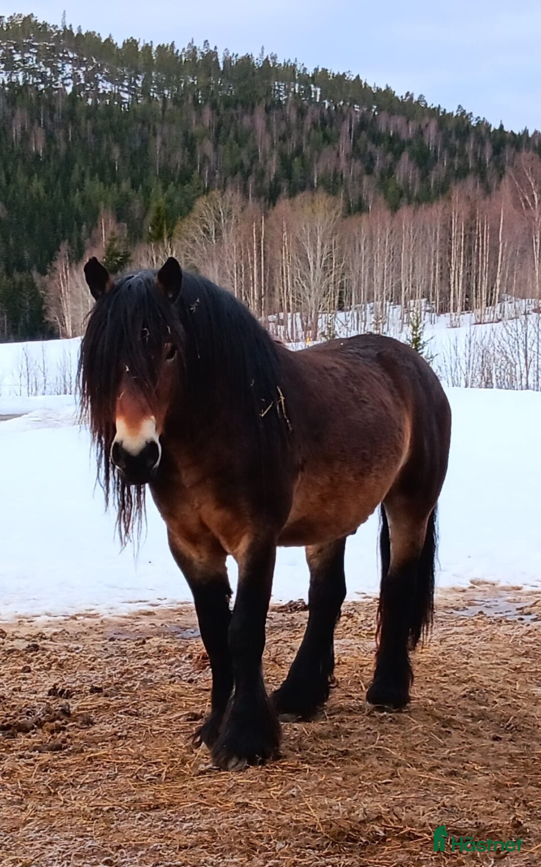 Allround hästar till salu: Nordsvensk  i Älandsbro - Annons 3