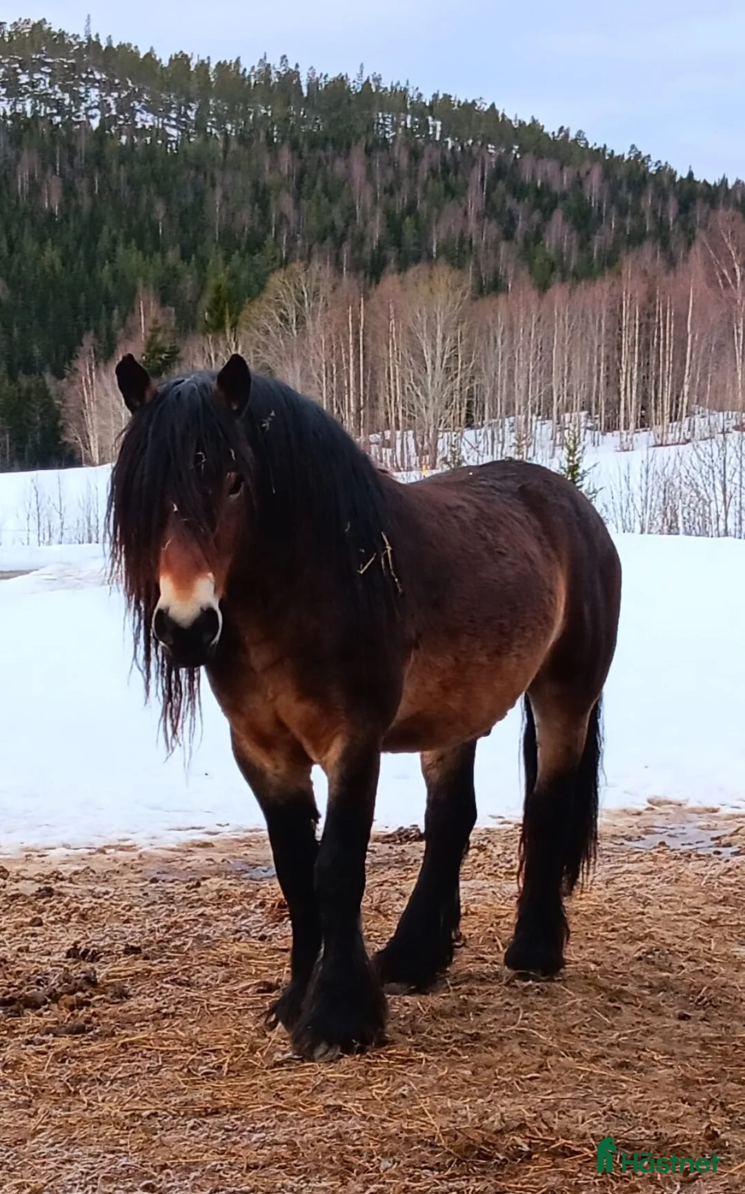 Allround hästar till salu: Nordsvensk  i Älandsbro - Annons 3