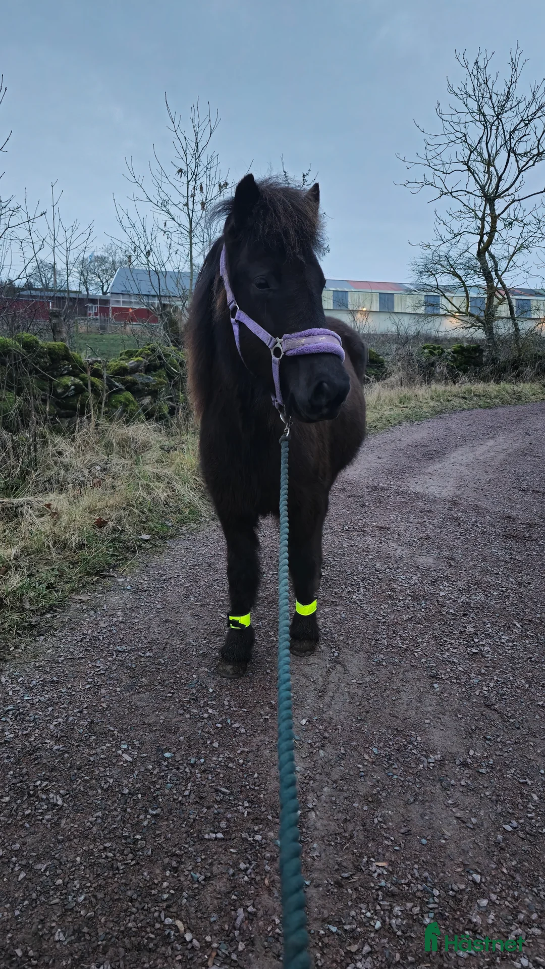 Island hästar till salu: Social unghäst i Köpingsvik - Annons 4