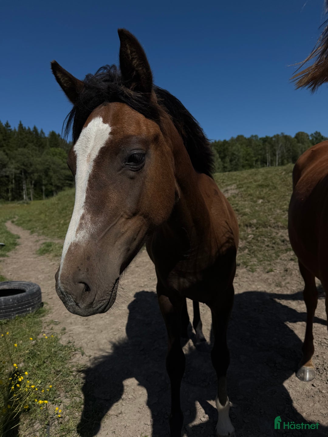Hoppning hästar till salu: Toppstammade ungponnyston!! -23, -24 i Hedekas - Annons 3