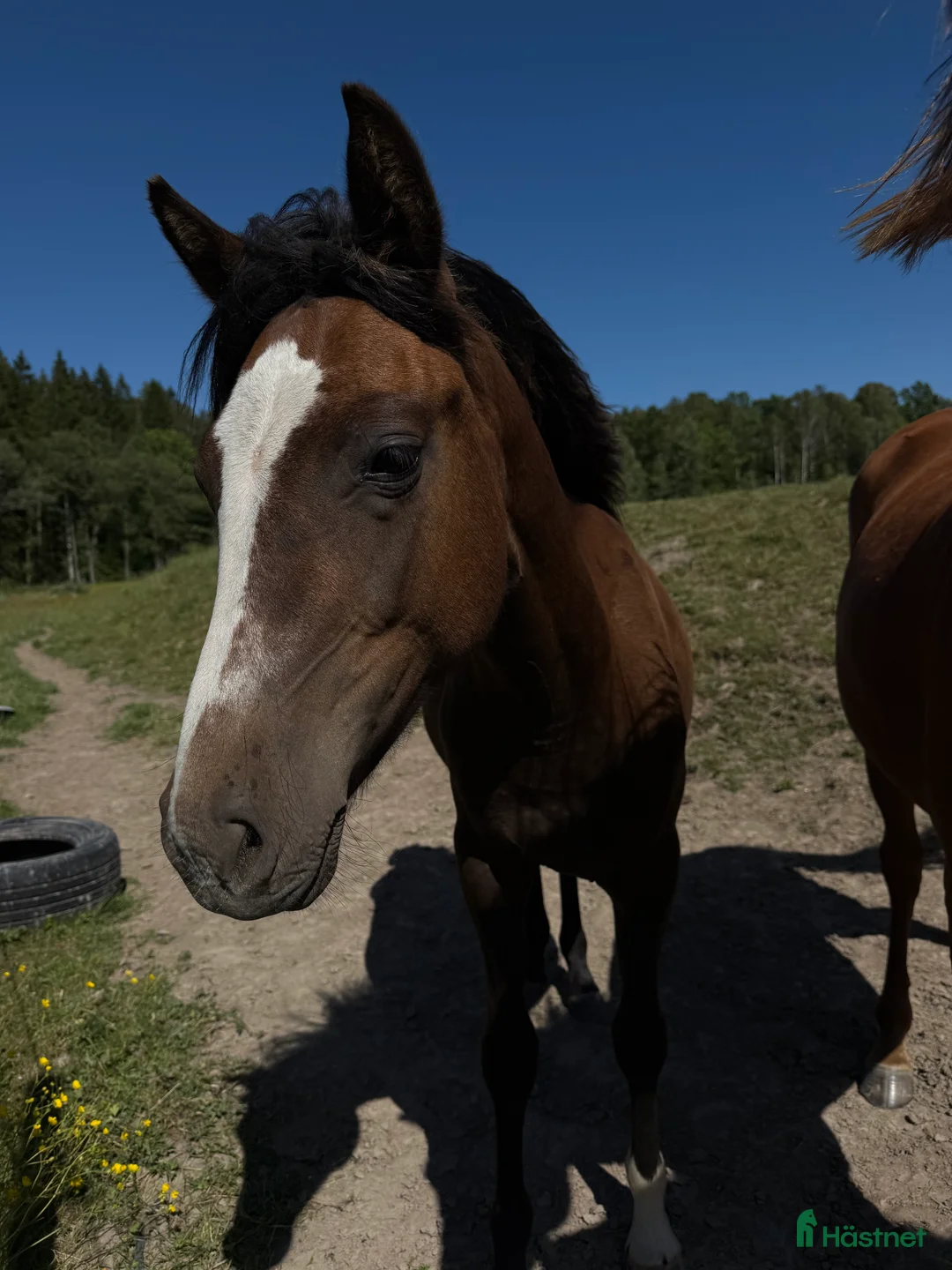 Hoppning hästar till salu: Toppstammade ungponnyston!! -23, -24 i Hedekas - Annons 3