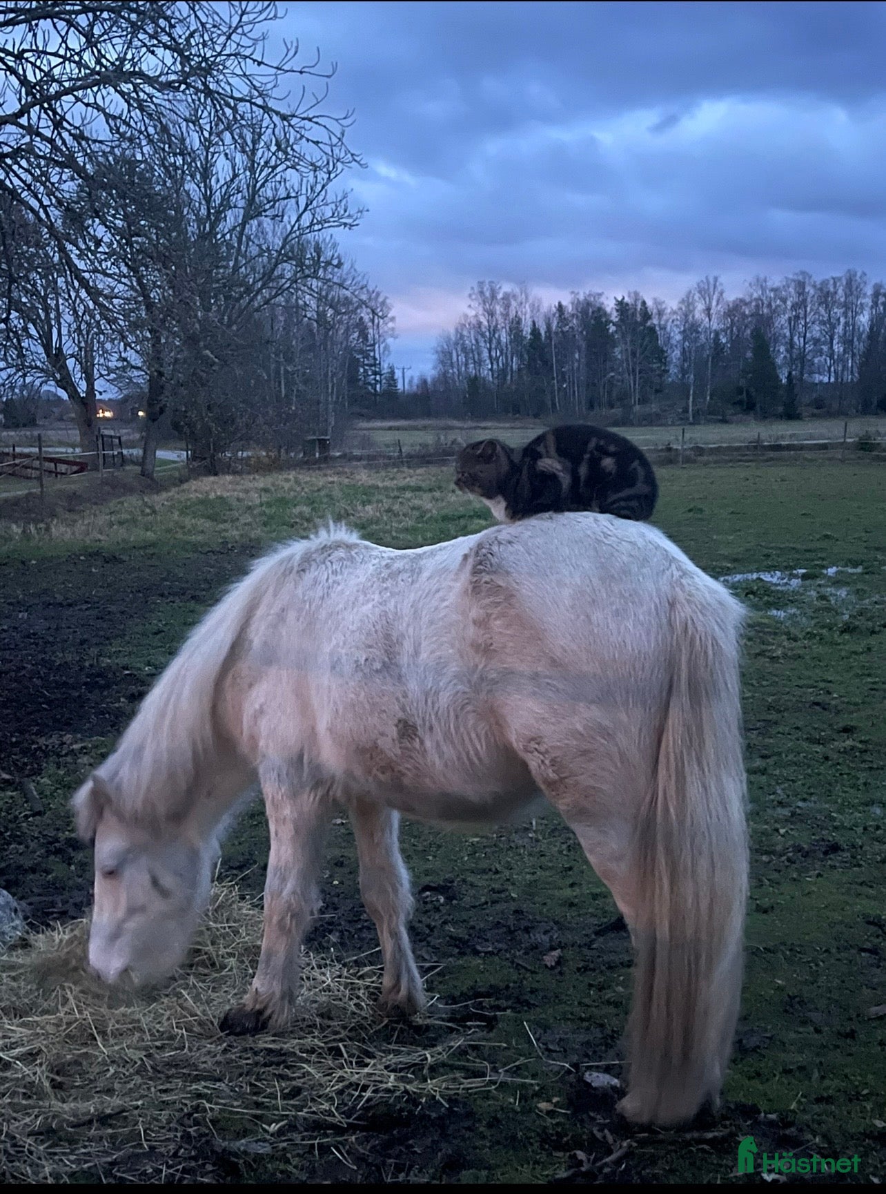  hästar Cool kille i Fellingsbro - Annons 3