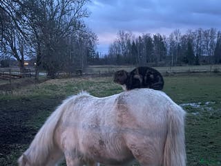 hästar Cool kille i Fellingsbro - Annons 3