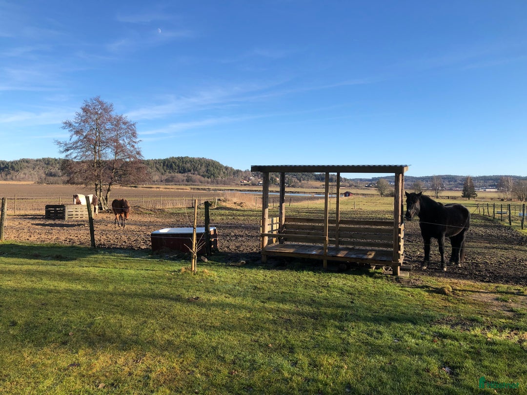  stallplats finnes: Plats i lösdrift i Romelanda - Bild 5