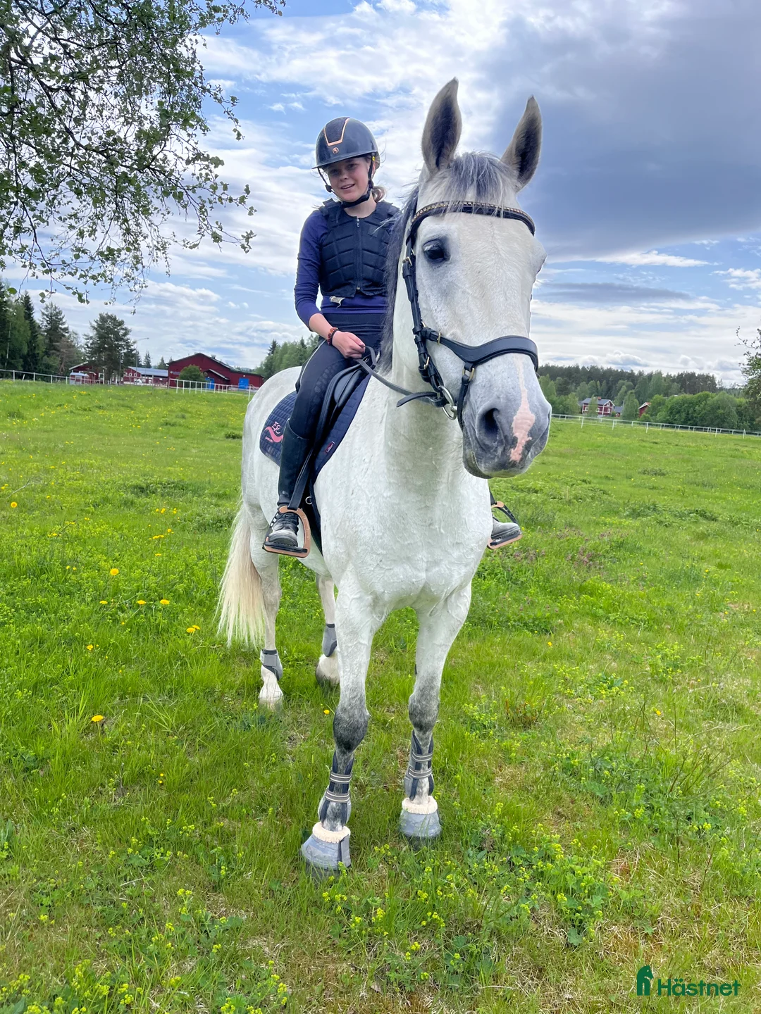 Allround hästar till salu: Bästa vän söker nytt hem 💕 i Malung - Annons 2