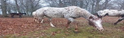 Western hästar till salu: Appaloosa mare for sale i Sösdala - Annons 2