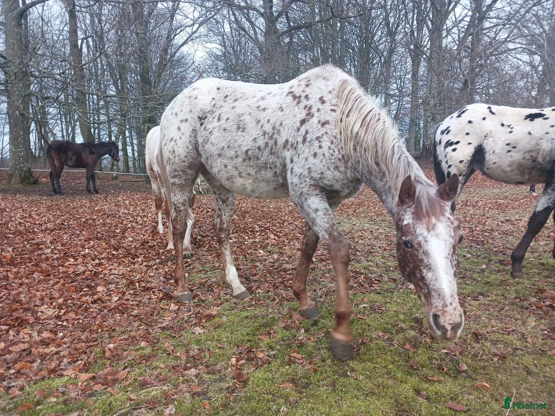 Western hästar till salu: Appaloosa mare for sale i Sösdala - Annons 2