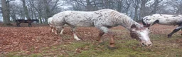 Western hästar till salu: Appaloosa mare for sale - Annons 2