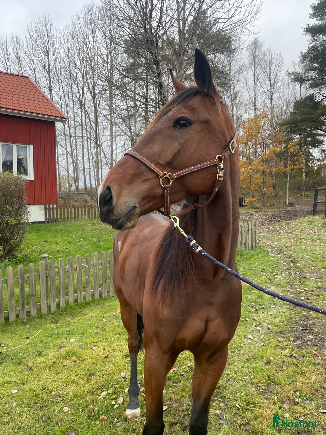 Trav hästar till salu: Starthäst  i Åmål - Annons 3