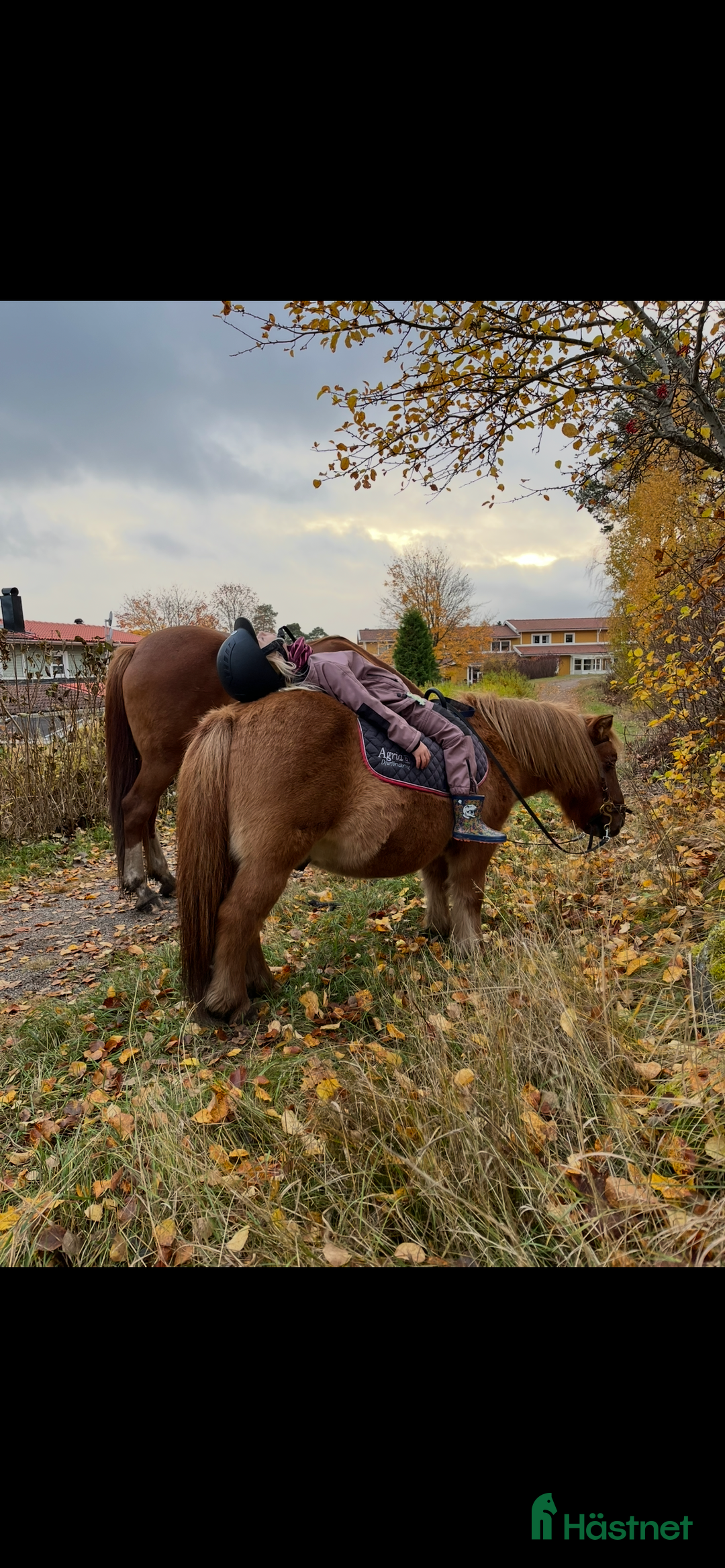 Övrigt hästar till salu: Världens mesta Isor  i Söderhamn - Annons 6