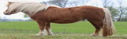 Avelshästar hästar till salu: Minishetland sto  - Annons 3