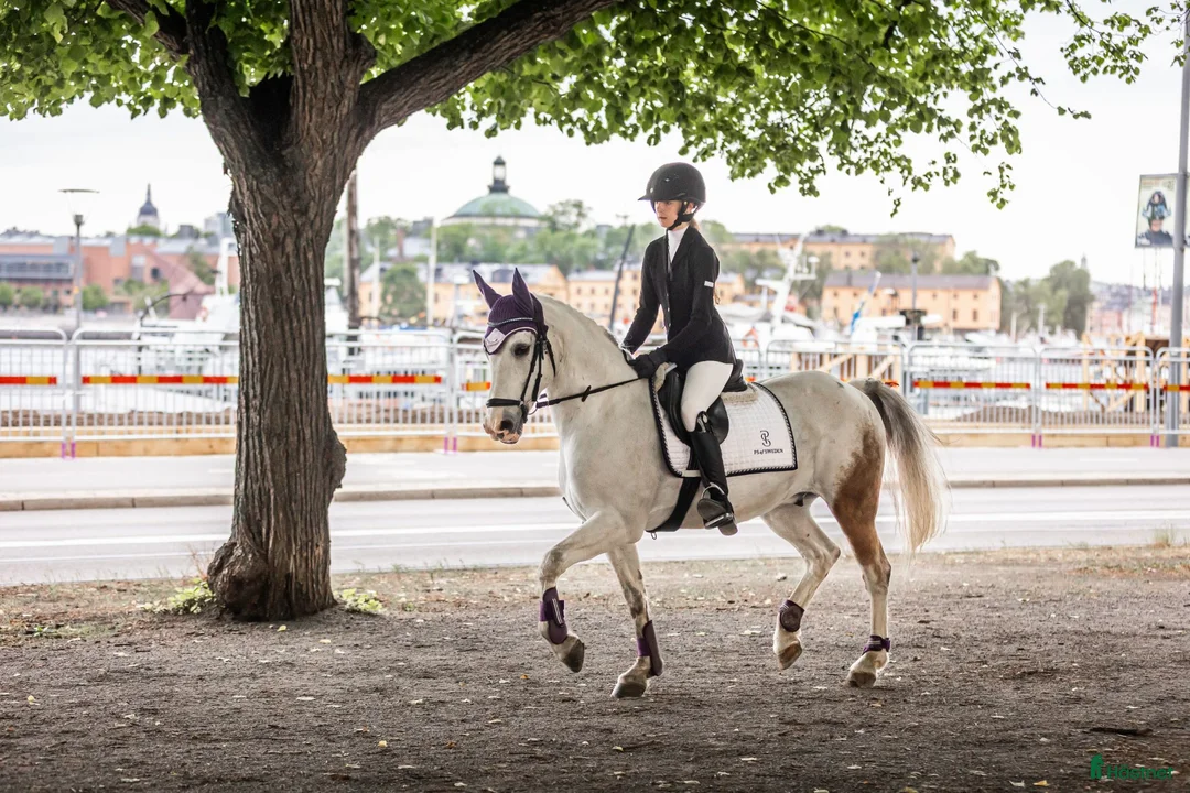 Allround hästar till salu: Perfekt förstaponny! - Annons 1