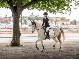 hästar Perfekt förstaponny! - Annons 18