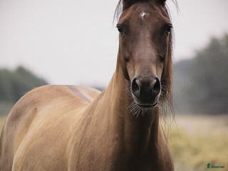 hästar American Quarter horse sto red dun reining i Lund - Annons 2
