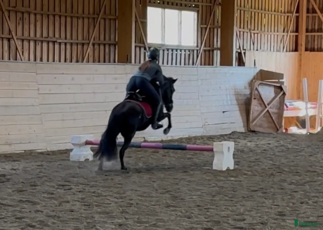 Island hästar till salu: Intressekoll i Knutby - Annons 4