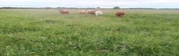  mark till salu: 14Ha Åker Betesmark& Skog 17km SV kristianstad i Kristianstad - Annons 5