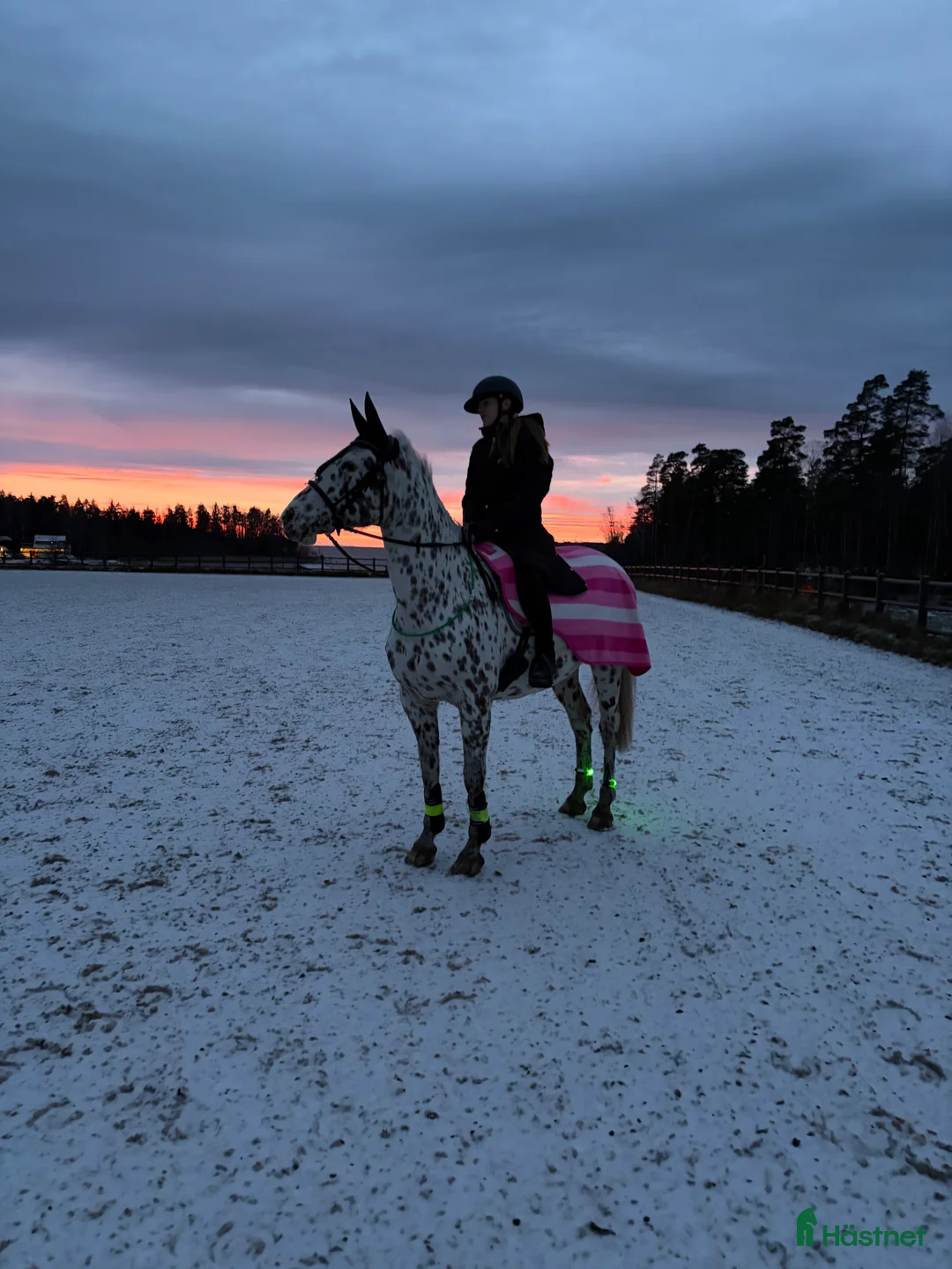 Allround hästar sökes: Trygg maxad C ponny alt D-ponny sökes - Annons 1