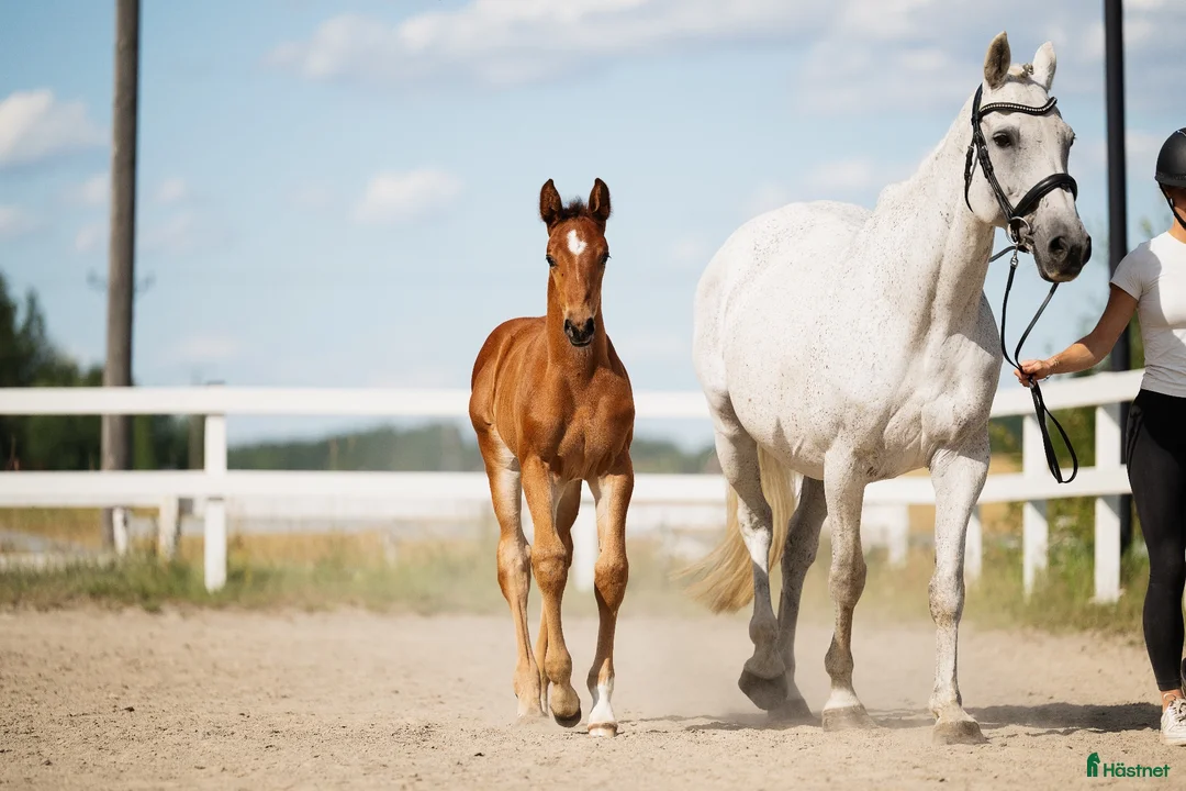 Hoppning hästar till salu: Fantastiskt hingst föl e Excelsior Optimus - Annons 1