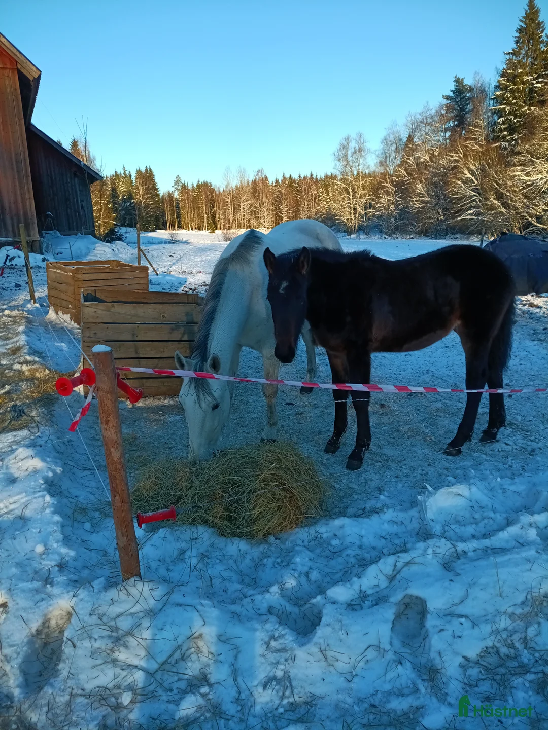 Allround hästar till salu: PocahontaZ barockpinto alternativt byte i Ljung - Annons 3