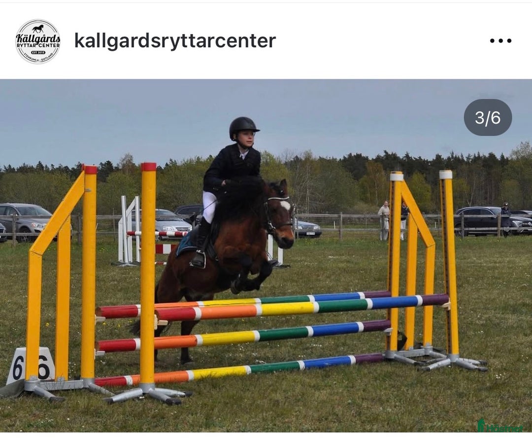 Hoppning hästar till salu: Ponnyn som älskar att jobba - Annons 7