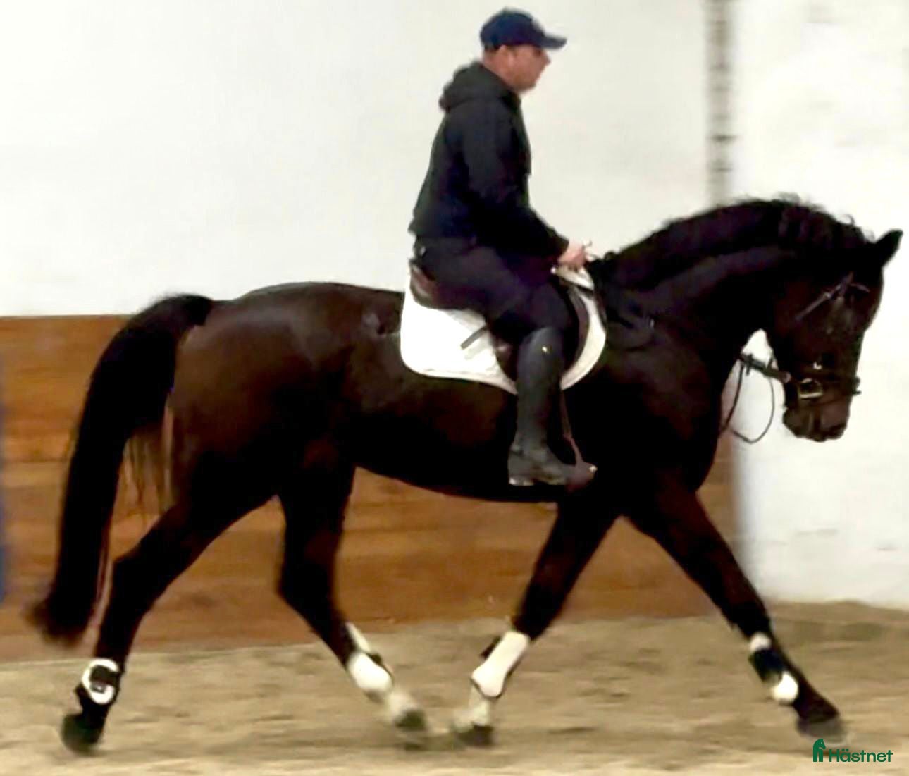  hästar 7-Year-Old Bay Gelding – Polish Warmblood i Stockholm - Annons 8