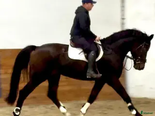 hästar 7-Year-Old Bay Gelding – Polish Warmblood i Stockholm - Annons 8