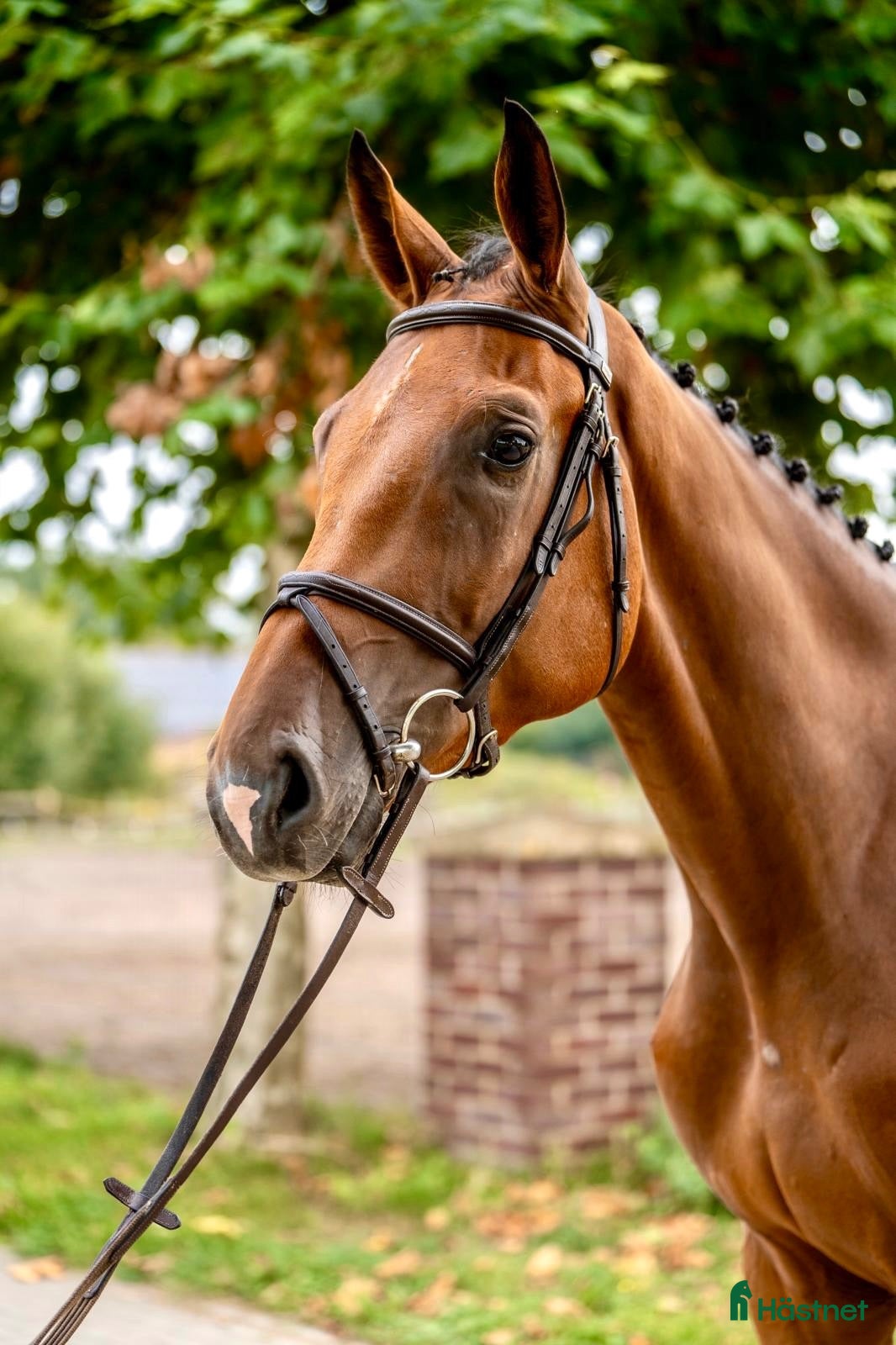 Allround hästar till salu: 🌟SUPERFIN VALACK MED TOPPSTAM🌟 - Annons 2